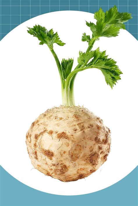 celeriac pronunciation|how to say celeriac.